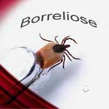 Borreliose Therapie